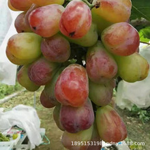 �t���������ϱ���ͥԺ�������ٟo�����Լ޽��ͺ������箔��Y��