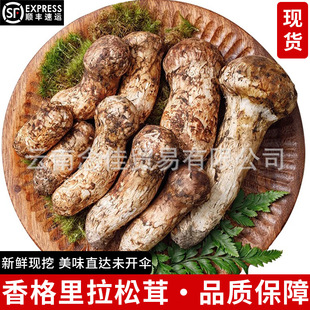 云南香格里拉野生新鲜松茸菌菇官方旗舰店正品松茸鲜不开伞出口级-阿里巴巴