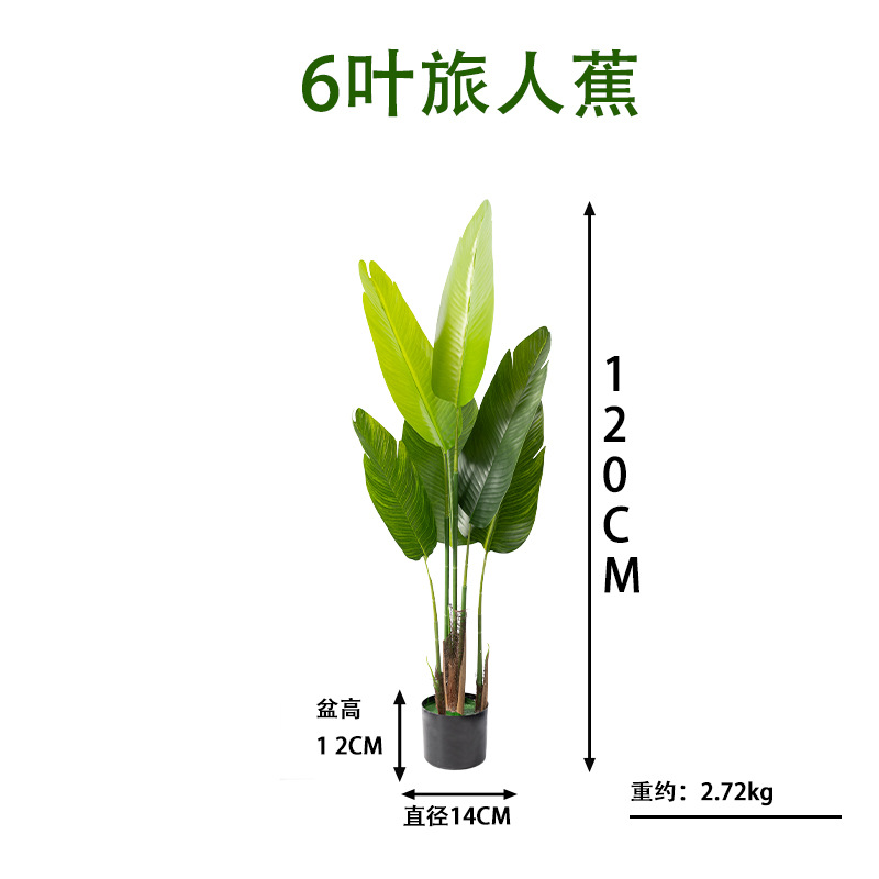旅人蕉6叶高120cm.jpg
