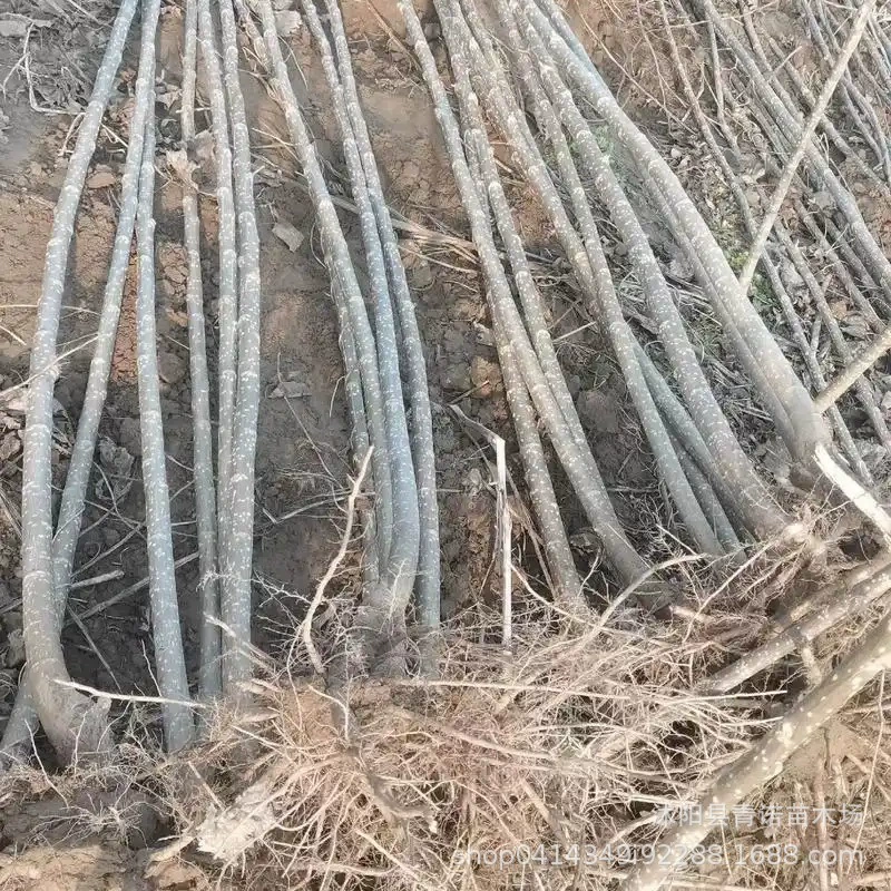 Продам саженцы ландшафтного дизайна, саженцы тополей, саженцы тополей, быстрорастущие тополя с полными спецификациями