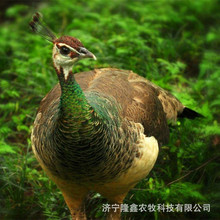 �a��ĸ��ȸ�������u�� һֻ�����ȸ�����X ��ȸ�N�����l����