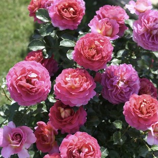 Paris Spirit Cutting Seedlings, Large Florals, Strong Fragrance and Diligent Florals, French Delbad Rose Seedlings Are Easy to Grow in All Seasons