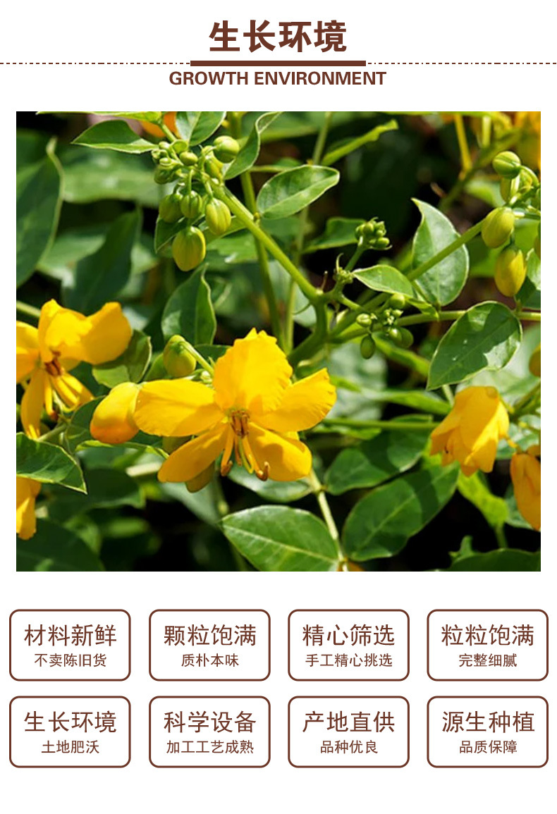 Cassia Seed (Semen Cassiae) — Roasted Jue Ming Zi Food Herb for Herbal Tea key features