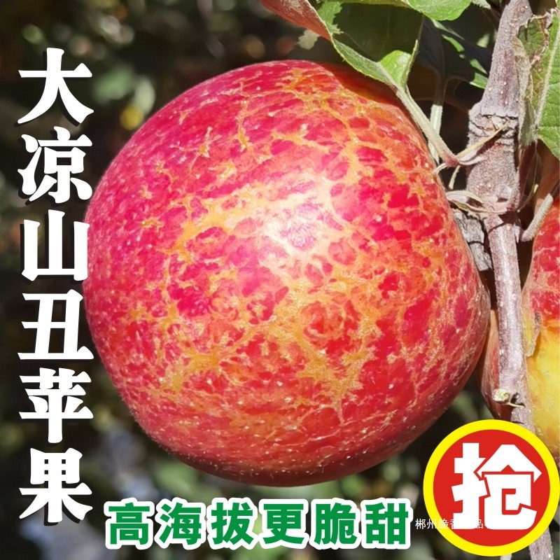2025新鲜大凉山丑苹果10斤冰糖心苹果水果当季整箱盐源四川红富