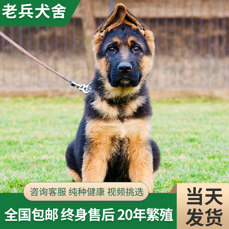 德牧幼犬活体出售  纯种黑背双血统德国牧羊犬宠物狗活体弓背警犬