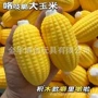 减压仿真慢回弹整蛊玩具