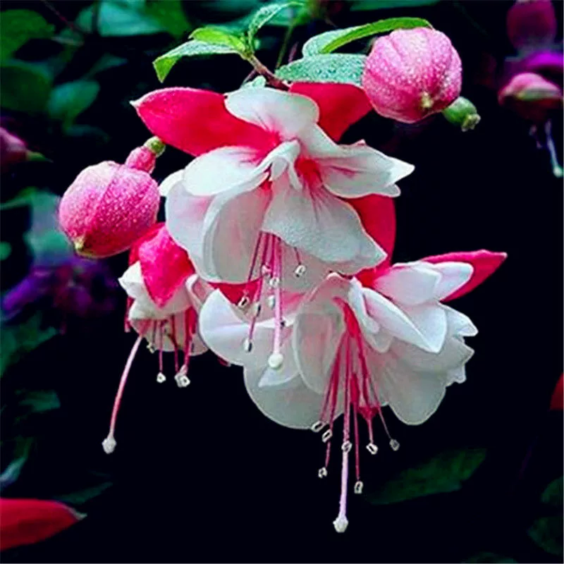 Подвесные семена цветов-фонариков, подвесные цветы-колокольчики, бегонии, легко выращиваемые цветы и растения на все времена года, горшечные растения.