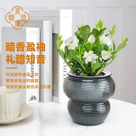 盆栽;种子;树苗