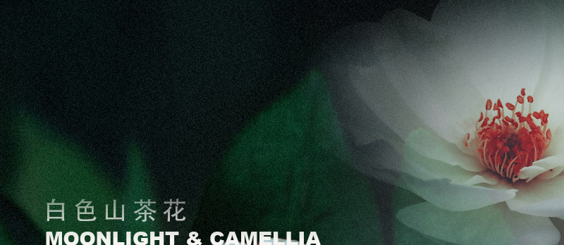2424.白色山茶花详情_10.jpg
