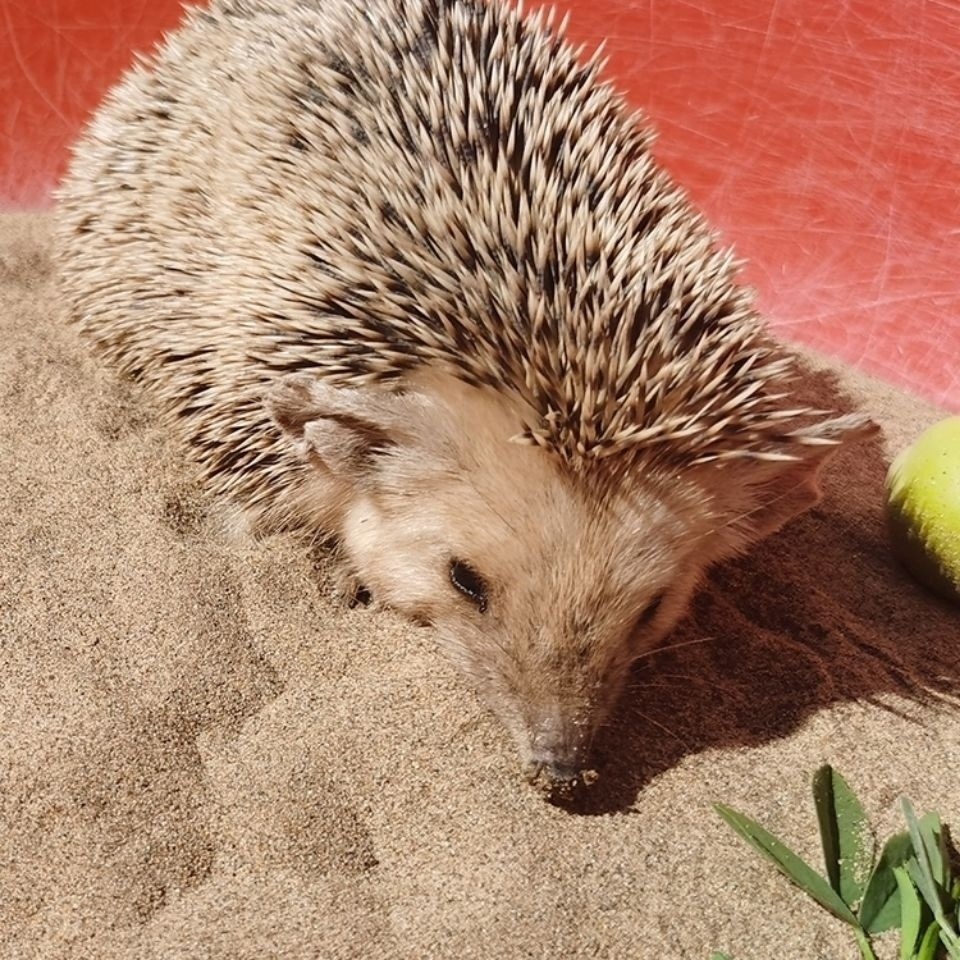 8daa0cb5-1983-450b-872e-9a93438610b6.jpe