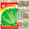 Vegetable Seed Company Four Seasons Easy-to-plant Flower Flower Flower Flower Seeds wholesale-308 glass lettuce seeds