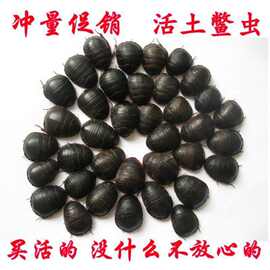活土元500克g活体活的土鳖虫子地鳖子鲜活繁殖颈肩活的虫真货好货