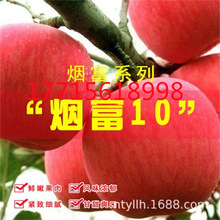 煙富10號蘋果樹果苗盆栽嫁接苗矮化地栽紅富士冰糖心種植蘋果樹苗