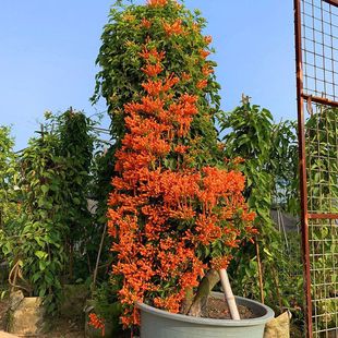 ���̻��糣�G���ٴ�����������ֲ�ﻨ�������ܹ��TͥԺ���̻�