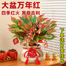 �����f��t���Լ����t����ʺ�͏d�Gֲ�҃��ļ����B��������ֲ��