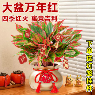 �����f��t���Լ����t����ʺ�͏d�Gֲ�҃��ļ����B��������ֲ��