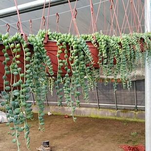 ���˜I���Զ���ֲ��������m���鴹���ļ������҃�����ȩ