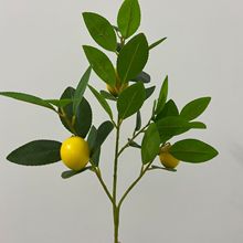 �������֦���晎��֦���ʹ� �羳���滨��������Gֲ�[���Ҿ��b