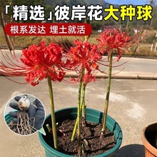 �������l�˰����N������ɳ�A�ļ��׻�N��Gֲ����