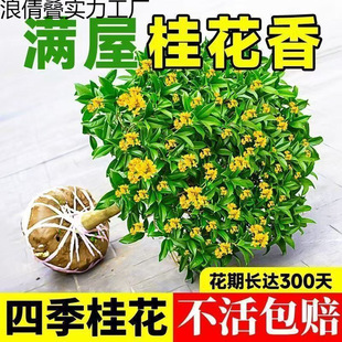 ļ𻨿ʳûMԹ𻨘;Gֲ҃ȻܺB