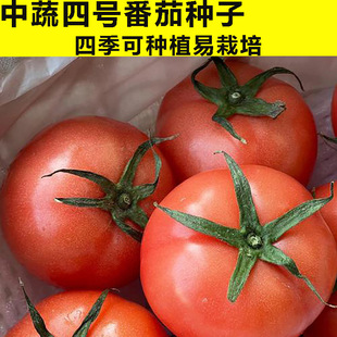 ������̖��t���ѷN��Ӳ���t�����t���N���߲˷N�ӷN���ļ�