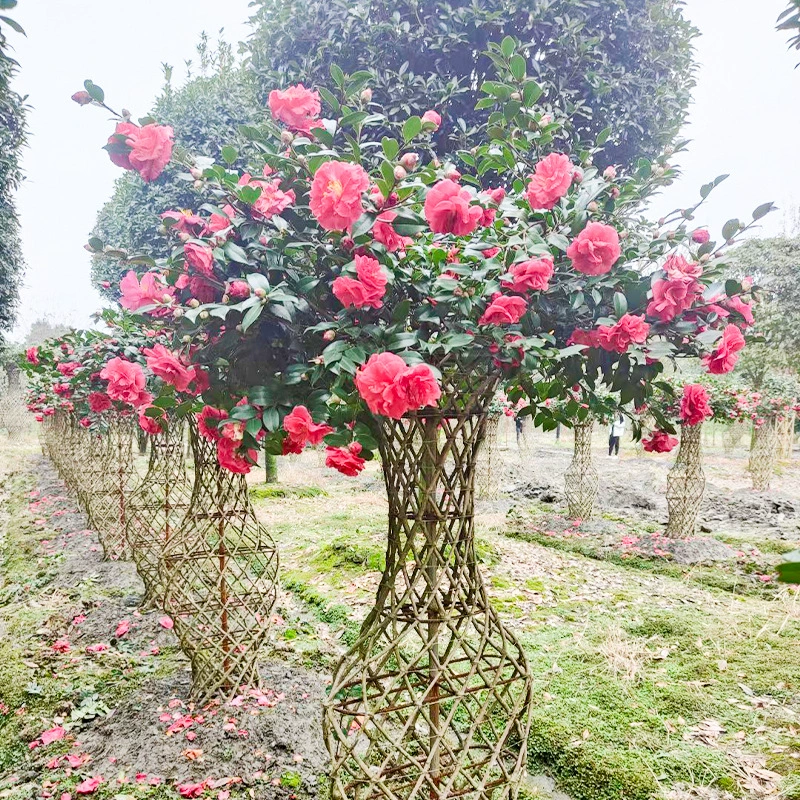 Ландшафтное озеленение Камелия Ваза Парк Уличное озеленение Моделирование Пейзаж Чайная ваза Рассада дерева Камелия Моделирование