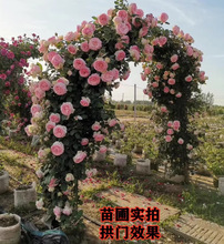 一件代发蔷薇花苗藤本月季特大花爬藤植物四季开花卉盆栽玫瑰