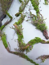 田园风苔藓老树枝森系假叶藤条青苔大藤垂挂树枝庭院造景装饰