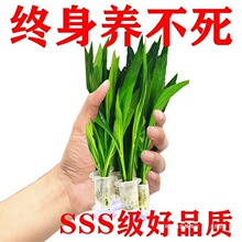 ���bʹ��쾰���փ���ֲ���~�ב���ˮ�|��ˮ��������ԾŹ��