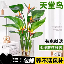 天堂鸟水培植物绿植盆栽花卉植物龟背竹四季常绿室内客厅无土水培