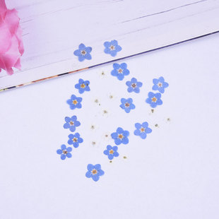 Forget-me-not flower real dried flower embossed bag plant specimen ins popular nail art drop glue jewelry with flower DIY material