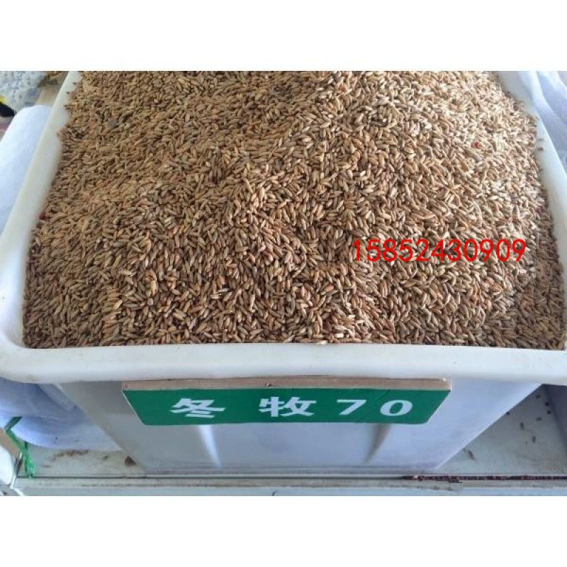 Зимнее пастбище 70 семена райграса Мексиканская Кукуруза Люцерна суданграсс цикорий Rumex кормовые семена