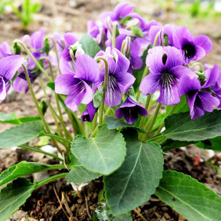 �S�����l �����Nֲ�N�� �ϻ��ض��N�� Ұ����  ���^������˷N��