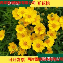 lջNӽuշNʯ󻨽u޸mN