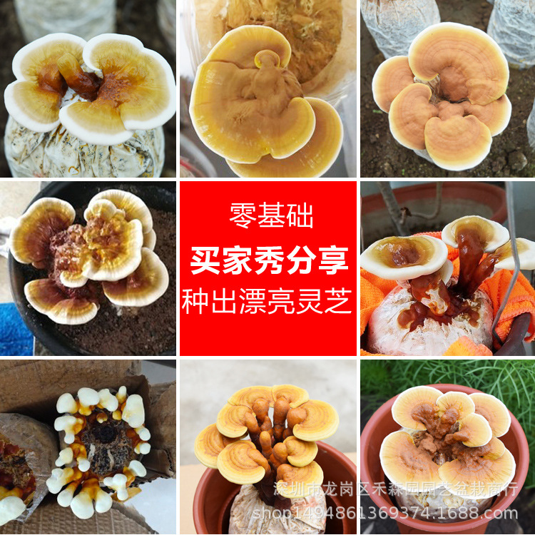 食用观赏活体灵芝盆景盆栽蘑菇灵芝菌包菌种植灵芝苗基地批发直供-阿里巴巴