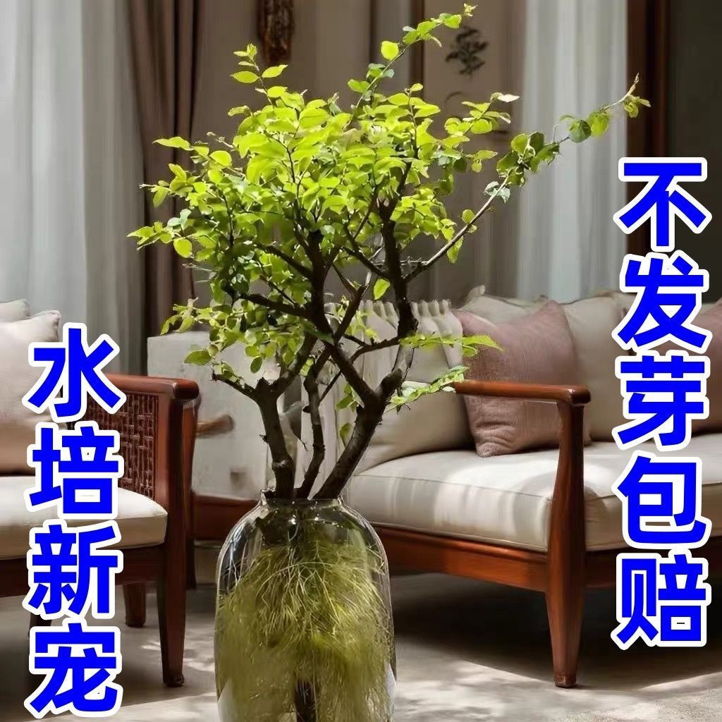 [Интернет-знаменитости ligustrum quihoui] свежая ветка свежесрезанная гидропоника зеленое украшение для растений В помещении четыре сезона ленивый легко сохранить зеленое растение чайная комната