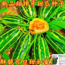 新品甜瓜种子甜掉牙甜瓜香瓜种籽香蜜薄皮花皮超甜脆瓜瓜水果种籽