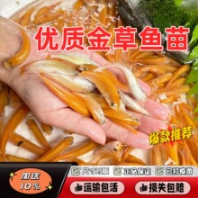 重庆正宗金丝草鱼苗俄罗斯金草鱼淡水养殖金色金丝皖鱼苗红草鱼苗