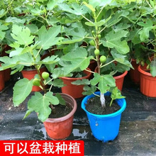 波姬红无花果树果苗特大果金傲芬青皮四季结果南北方种植矮化树苗