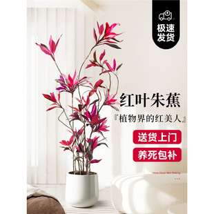 Large Potted Red Leaf Calathea Plant for Office or Living Room, Floor-Standing Real Flower That Absorbs Formaldehyde, Brings Prosperity, and Is Evergreen All Seasons