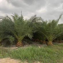 耐寒加拿利海枣农户价格福建棕榈树种植基地布迪椰子批发