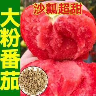 Shouguang Large-Hair Pink Tomato Seedlings with Soil Balls, Large Fruit Pink Crown Tomato Seeds, Spring & Fall Potted High-Yielding Vegetable Seeds