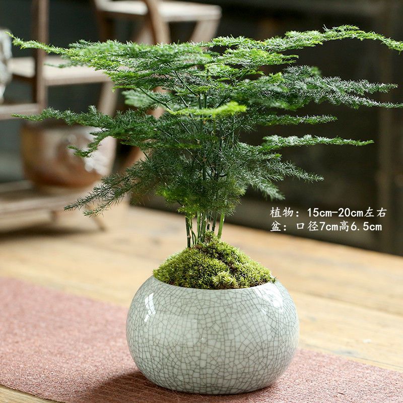 침수 잉크 가마 화이트 + 아스파라거스가 잘 심었습니다.