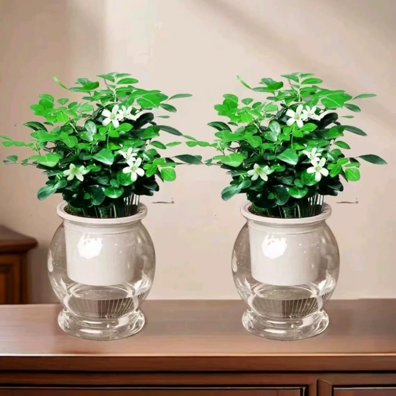 Ароматное комнатное растение Jiuli, сильно ароматное гидропонное растение, цветущее в любое время года, зеленое растение на балконе в гостиной, небольшой бонсай