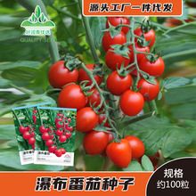 瀑布番茄种子水果小西红柿种籽四季红圣女果樱桃西红柿菜种种孑籽