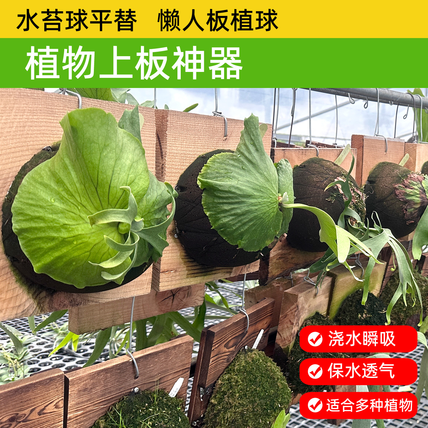 轻壤鹿角蕨上板球平替水苔球蝴蝶兰碳绵基质植物墙板植球免搓水苔