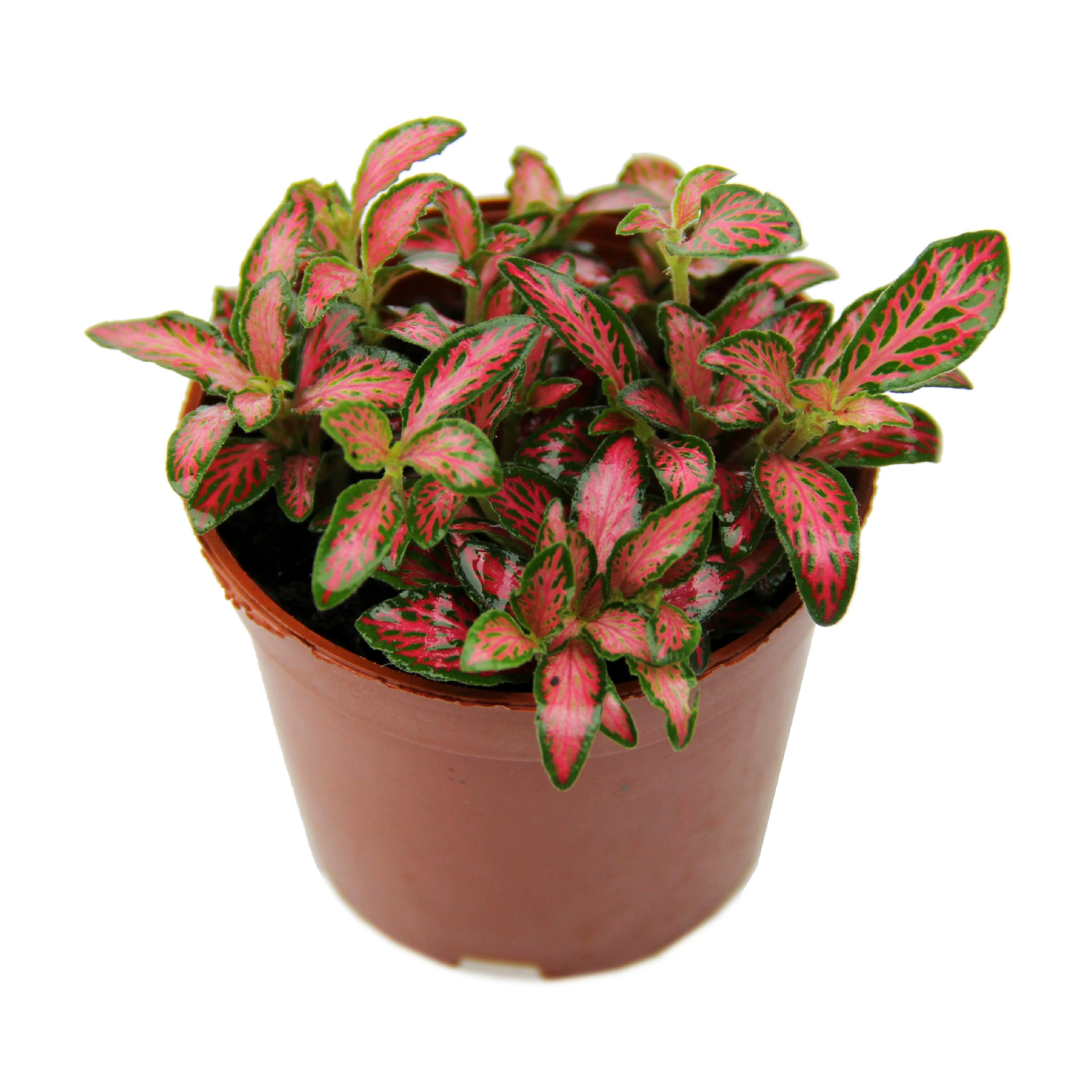 Мох микро пейзаж цветок завод озеленение завод лес небольшое пламя Ретикуляция трава оптовые прямые продажи