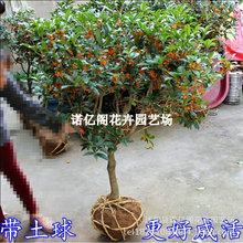 ԭ𻨘ļ̨w辰𵤹Ͱ¹ͥԺ