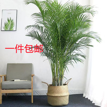 基地直發散尾葵盆栽大型綠植室內客廳辦公室甲醛凈化空氣富貴椰子