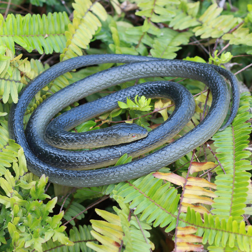 Unique and Creative Full-Set Toy Scary Fake Snake Soft Rubber Green Snake April Fool's Day Simulation Snake Halloween Prop